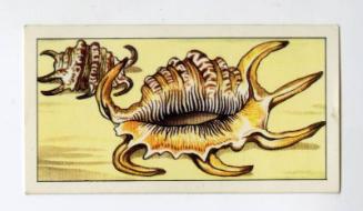 "Wonders of The Deep" NCS Card - Scorpion Shell