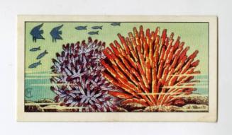 "Wonders of The Deep" NCS Card - Stag's Horn Coral