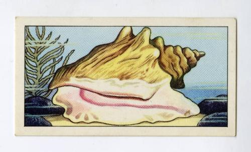 "Wonders of The Deep" NCS Card - Giant Conch Shell