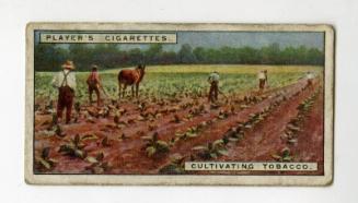 From Plantation to Smoker Series: No. 5 Cultivating Tobacco