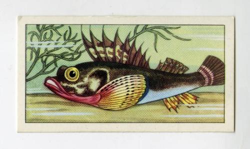 "Wonders of The Deep" NCS Card - Armed Gurnard