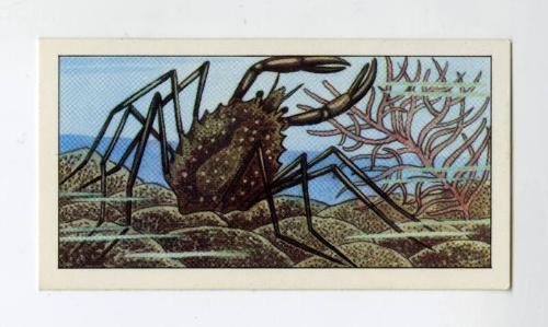 "Wonders of The Deep" NCS Card - Spider Crab