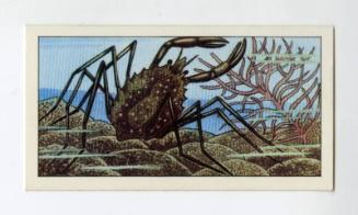 "Wonders of The Deep" NCS Card - Spider Crab