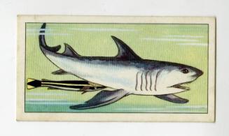 "Wonders of The Deep" NCS Card - Great White Shark