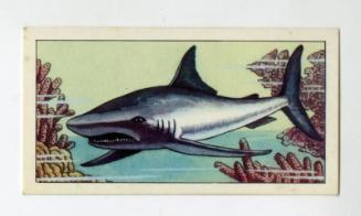 "Wonders of The Deep" NCS Card - Porbeagle Shark