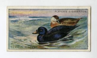 Player's Cigarette Card - "Game Birds and Wild Fowl" series - No. 37  Common Scoter