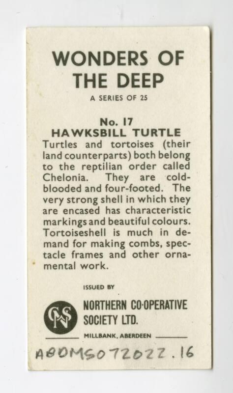 "Wonders of The Deep" NCS Card - Hawksbill Turtle