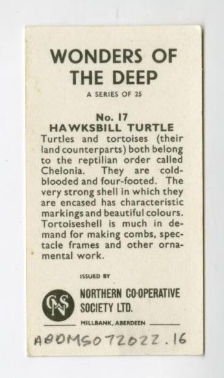 "Wonders of The Deep" NCS Card - Hawksbill Turtle