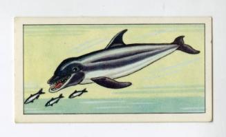 "Wonders of The Deep" NCS Card - Porpoise