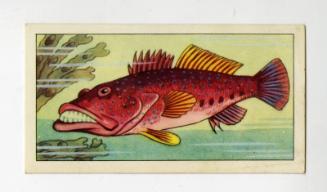 "Wonders of The Deep" NCS Card - Sea Perch