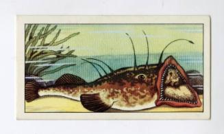 "Wonders of The Deep" NCS Card - Angler Fish