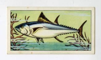 "Wonders of The Deep" NCS Card - Tunny