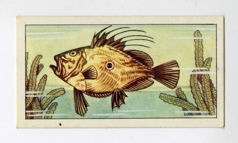 "Wonders of The Deep" NCS Card - John Dory