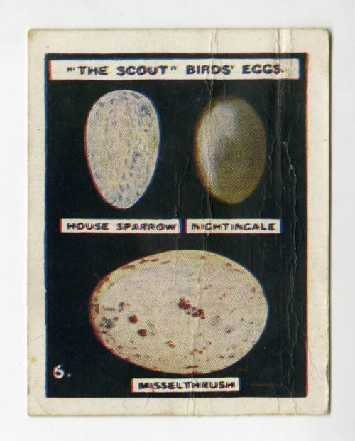 "The Scout" Birds' Eggs Series: No. 6 House Sparrow, Nightingale, Misselthrush