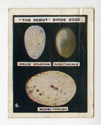 "The Scout" Birds' Eggs Series: No. 6 House Sparrow, Nightingale, Misselthrush