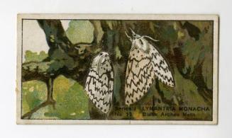 Butterflies & Moths Series I: No. 10 Black Arches Moth