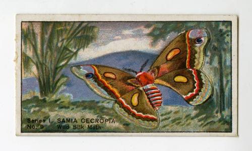 Butterflies & Moths Series I: No. 9 Wild Silk Moth