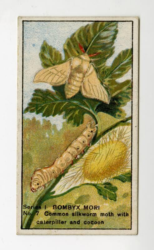 Butterflies & Moths Series I: No. 7 Common Silkworm Moth with Caterpiller and Cocoon