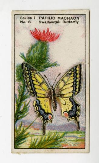 Butterflies & Moths Series I: No. 6 Swallowtail Butterfly