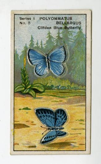 Butterflies & Moths Series I: No. 5 Clifden Blue Butterfly