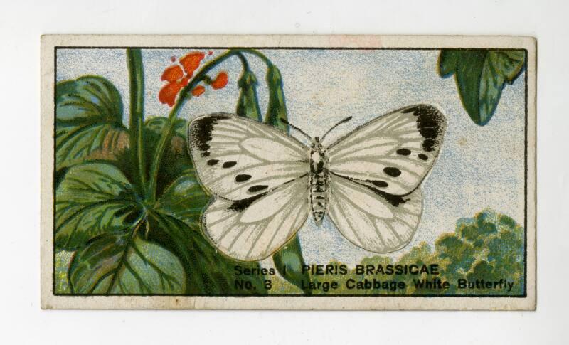 Butterflies & Moths Series I: No. 3 Large Cabbage White Butterfly