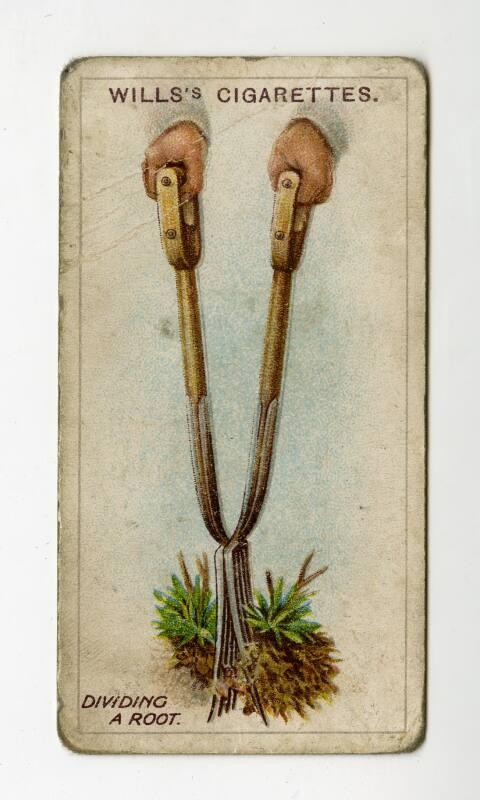 Gardening Hints Series: No.10 Dividing A Root