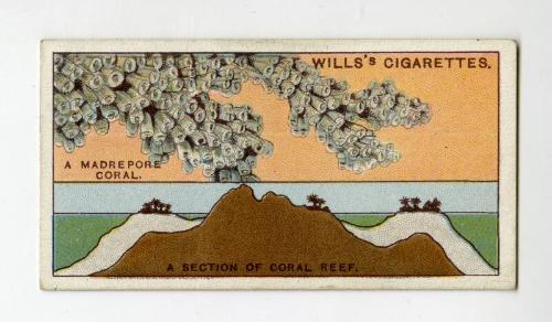 Will's Cigarette Card - ''Do You Know'' 2nd series - No. 15  How a Coral Reef is formed?