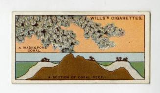 Will's Cigarette Card - ''Do You Know'' 2nd series - No. 15  How a Coral Reef is formed?
