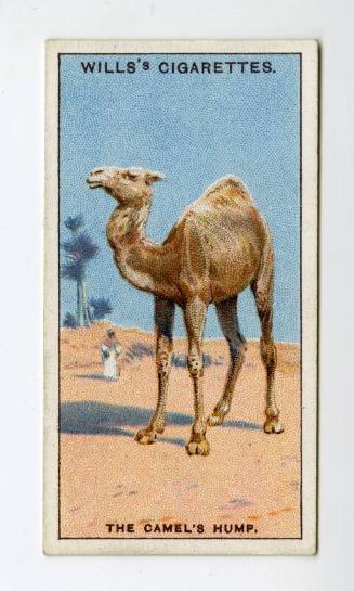 Will's Cigarette Card - ''Do You Know'' 2nd series - No.11  Why the Camel has a Hump?