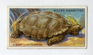 Will's Cigarette Card - ''Do You Know'' 2nd series - No. 3  Which Animals live longest?