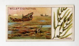 ''Do You Know'' series, Wills's Cigarettes Card: No.40 how the Sargasso Sea was Formed?