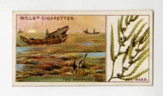 ''Do You Know'' series, Wills's Cigarettes Card: No.40 how the Sargasso Sea was Formed?