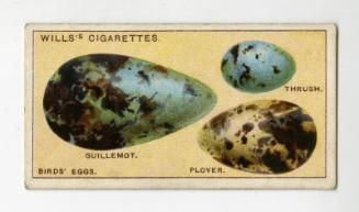 ''Do You Know'' series, Wills's Cigarettes Card: No.8 why Birds' Eggs Vary in Colour and Shape?
