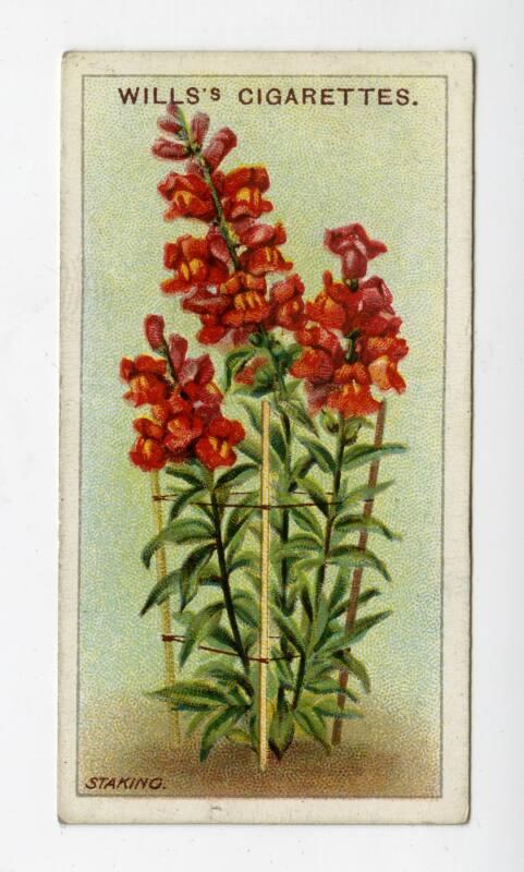 Wills's Cigarettes: Gardening Hints Series - Staking