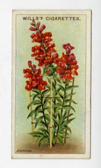 Wills's Cigarettes: Gardening Hints Series - Staking