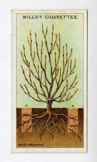 Wills's Cigarettes: Gardening Hints Series - Root-Pruning