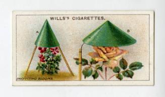 Wills's Cigarettes: Gardening Hints Series - Protecting Blooms