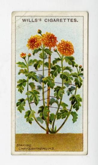 Wills's Cigarettes: Gardening Hints Series - Staking Chrysanthemums