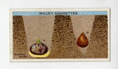 Wills's Cigarettes: Gardening Hints Series - Planting Bulbs