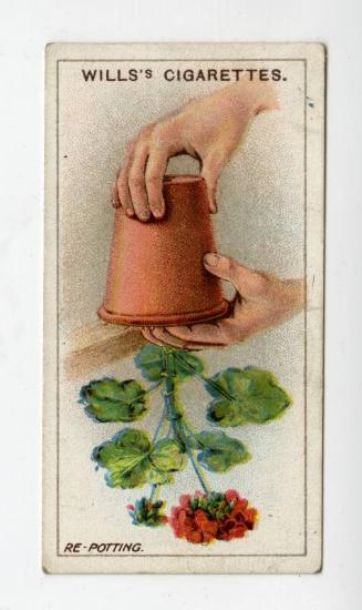 Wills's Cigarettes: Gardening Hints Series - Re-potting