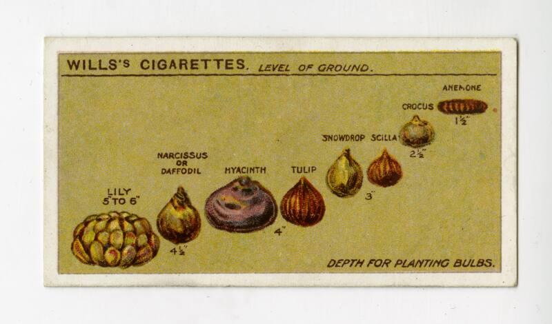 Wills's Cigarettes: Gardening Hints Series - Depth for Planting Bulbs