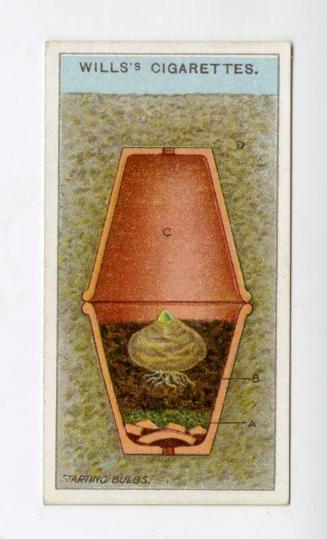 Wills's Cigarettes: Gardening Hints Series - Starting Bulbs