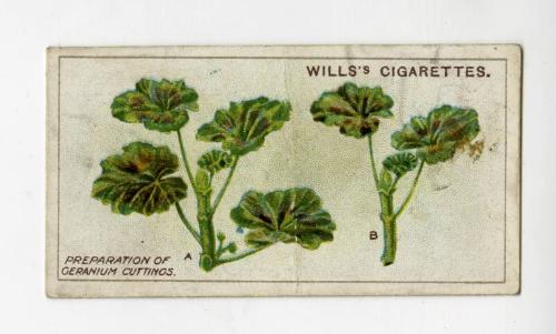 Wills's Cigarettes: Gardening Hints Series - Preparation of Geranium Cuttings