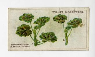 Wills's Cigarettes: Gardening Hints Series - Preparation of Geranium Cuttings