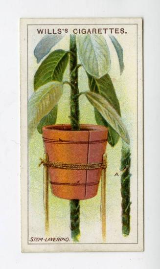 Wills's Cigarettes: Gardening Hints Series - Stem-Layering