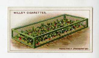 Wills's Cigarettes: Gardening Hints Series - Protecting a Strawberry-Bed