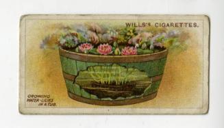 Wills's Cigarettes: Gardening Hints Series - Growing Water-Lillies In A Tub