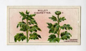 Wills's Cigarettes: Gardening Hints Series - Disbudding Chrysanthemums