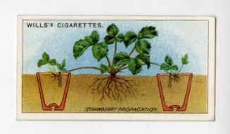 Wills's Cigarettes: Gardening Hints Series - Strawberry Propagation