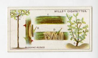 Wills's Cigarettes: Gardening Hints Series - Budding Roses